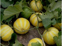 蔬菜種子種植戶客戶點評-金帝薄皮甜瓜，果形漂亮