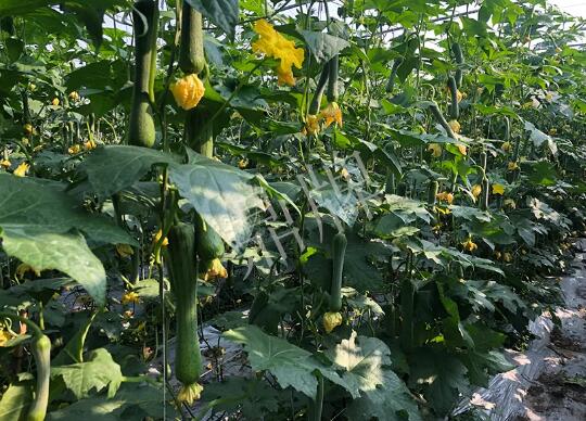 蔬菜種子種植戶(hù)客戶(hù)點(diǎn)評(píng)-種植“優(yōu)比1號(hào)”差的用戶(hù)，差到什么樣子？