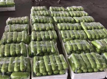 蔬菜種子種植戶客戶點評-上市早，價格好！我連續(xù)種了三年，滿意！