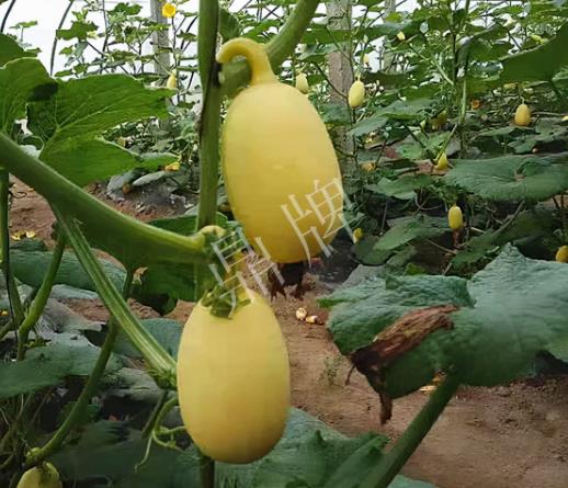 蔬菜種子種植戶客戶點評-上市了，14元/公斤。河南客戶發(fā)來…