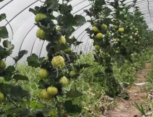 蔬菜種子種植戶客戶點評-我的乖乖，一株坐果15個，6元1斤，好賣得很！