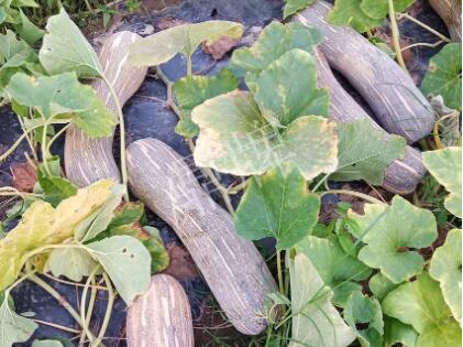 蔬菜種子種植戶客戶點(diǎn)評(píng)-了解它，就能種好它，獲得更高收入！?。?></a></div>
          <div   id=