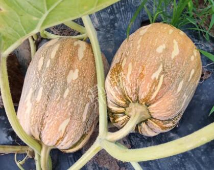 蔬菜種子種植戶(hù)客戶(hù)點(diǎn)評(píng)-“押寶”押對(duì)了，押對(duì)這個(gè)品種賺了2倍錢(qián)！