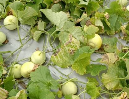 蔬菜種子種植戶客戶點(diǎn)評(píng)-低溫寡照的天氣，它仍然優(yōu)秀！