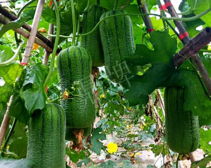 蔬菜種子種植戶(hù)客戶(hù)點(diǎn)評(píng)-這個(gè)新品種，讓我“頭痛”…