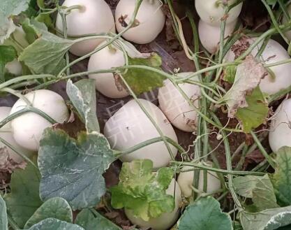 蔬菜種子種植戶客戶點(diǎn)評(píng)-“甜，真甜，真是甜！”