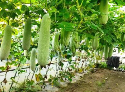 蔬菜種子種植戶客戶點(diǎn)評(píng)-我種的冬瓜，肉緊味甜，按個(gè)賣！