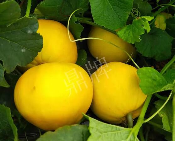 蔬菜種子種植戶(hù)客戶(hù)點(diǎn)評(píng)-純賺50萬(wàn)，我這個(gè)“張大膽”榮光了一把！