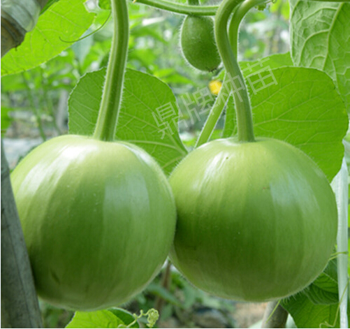 圓滿1號(hào)(瓠瓜)