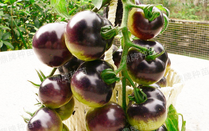 果實成紫色，口感脆爽