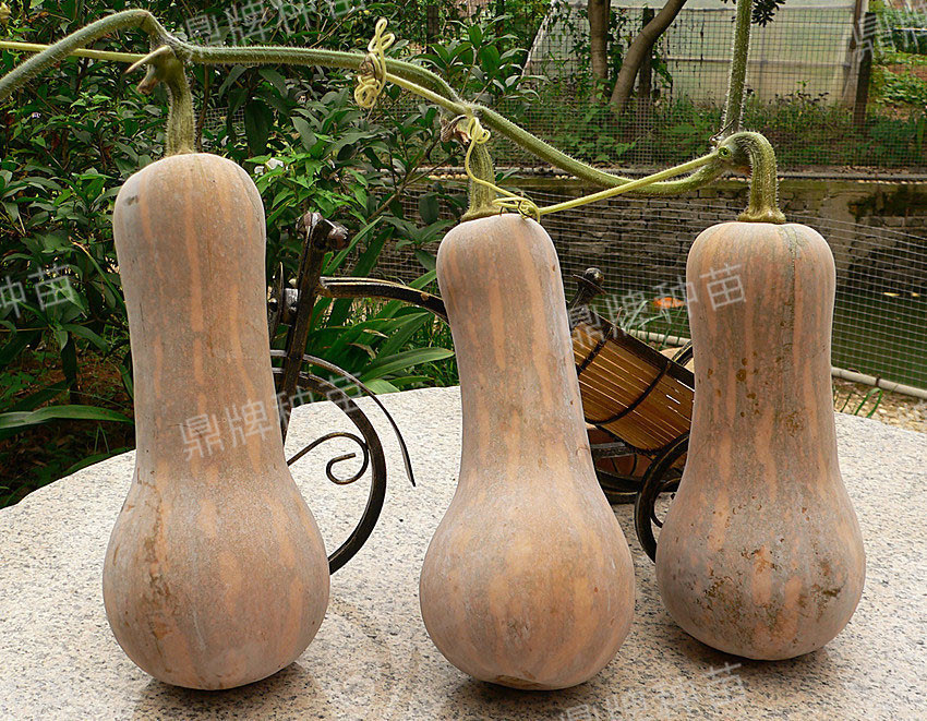 袖珍蜜本3#坐果率高、產(chǎn)量高