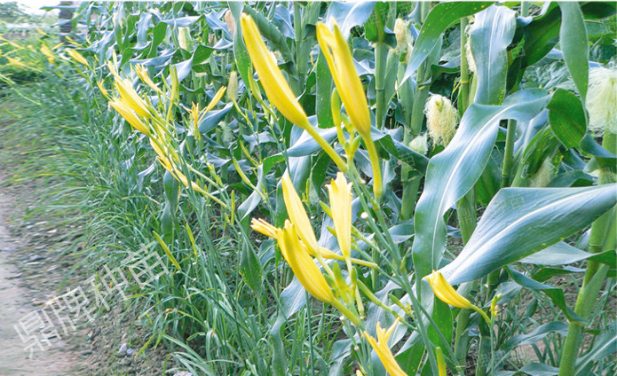 栽后第一年度，可實(shí)行套栽