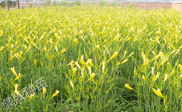 栽后第二年度，進(jìn)入豐產(chǎn)期