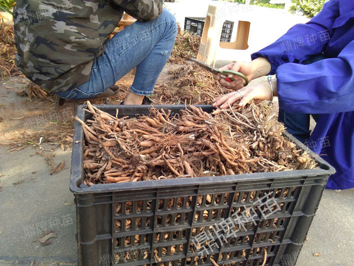 修剪后裝箱，準(zhǔn)備為客戶發(fā)貨的種苗