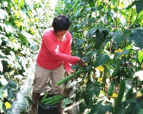 優(yōu)秀絲瓜作品展播，請(qǐng)為菜農(nóng)劉健平夫婦點(diǎn)贊