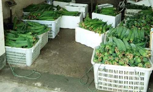 優(yōu)秀絲瓜作品展播，請(qǐng)為菜農(nóng)劉健平夫婦點(diǎn)贊