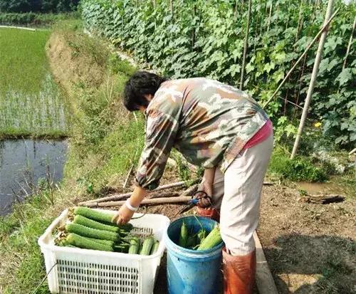 優(yōu)秀絲瓜作品展播，請(qǐng)為菜農(nóng)劉健平夫婦點(diǎn)贊