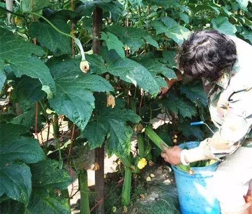 優(yōu)秀絲瓜作品展播，請(qǐng)為菜農(nóng)劉健平夫婦點(diǎn)贊