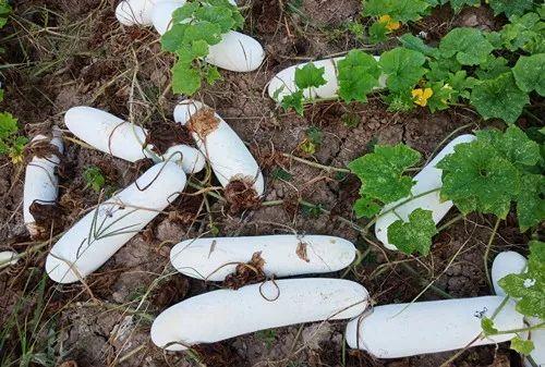 您種植過“堆堆瓜”嗎？看一看，地上全是瓜！一睹芳容