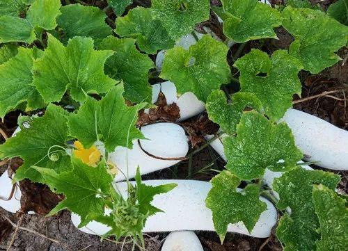 您種植過“堆堆瓜”嗎？看一看，地上全是瓜！一睹芳容