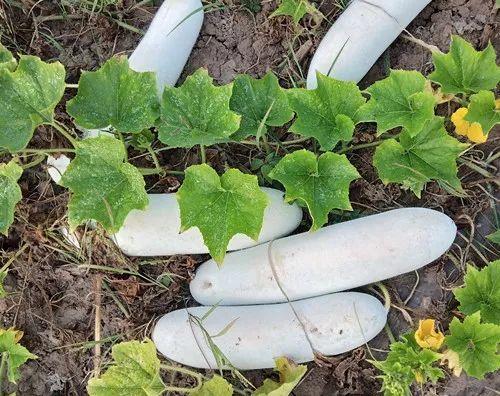 您種植過“堆堆瓜”嗎？看一看，地上全是瓜！一睹芳容