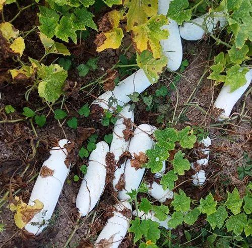 您種植過“堆堆瓜”嗎？看一看，地上全是瓜！一睹芳容