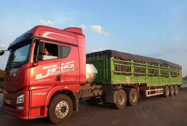 種南瓜竟然種出“麻煩”了，瓜販搶購，電視臺記者也趕來了