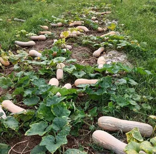 種南瓜竟然種出“麻煩”了，瓜販搶購，電視臺記者也趕來了