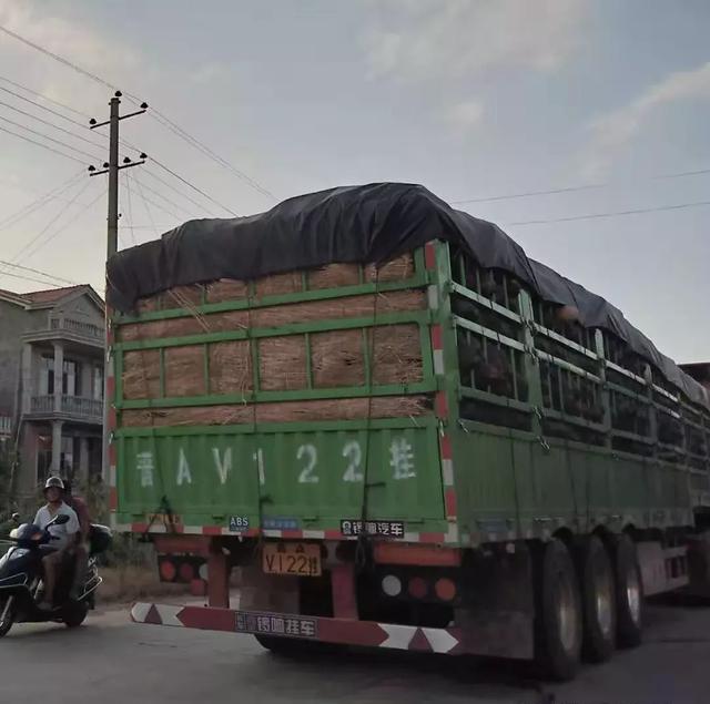 種南瓜竟然種出“麻煩”了，瓜販搶購，電視臺記者也趕來了