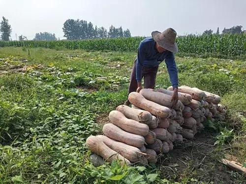 種南瓜竟然種出“麻煩”了，瓜販搶購，電視臺記者也趕來了