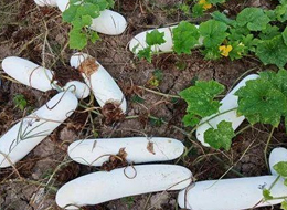 蔬菜種子種植戶客戶點評-您種植過“堆堆瓜”嗎？看一看，地上全是瓜！一睹芳容！