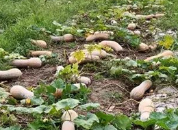 蔬菜種子種植戶客戶點評-周小為種植的健美蜜本又被報銷了，連電視臺記者也趕來了！