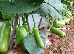 蔬菜種子種植戶客戶點(diǎn)評(píng)-浙江菜農(nóng)種植的鼎牌瓠瓜喜獲豐收，又賣上了好價(jià)錢!