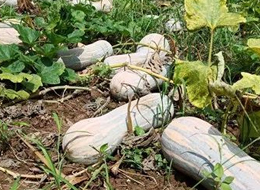 蔬菜種子種植戶客戶點(diǎn)評(píng)-一袋種子100粒，輕松賺回3000元...