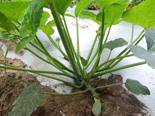 菜農(nóng)種植無需噴農(nóng)藥的蔬菜，不僅栽培簡單、而且效益高