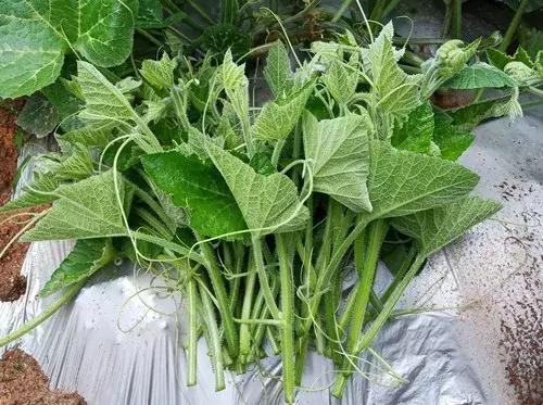 菜農(nóng)種植無需噴農(nóng)藥的蔬菜，不僅栽培簡單、而且效益高