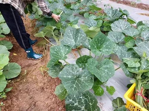 菜農(nóng)種植無需噴農(nóng)藥的蔬菜，不僅栽培簡單、而且效益高