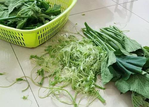 菜農(nóng)種植無需噴農(nóng)藥的蔬菜，不僅栽培簡單、而且效益高