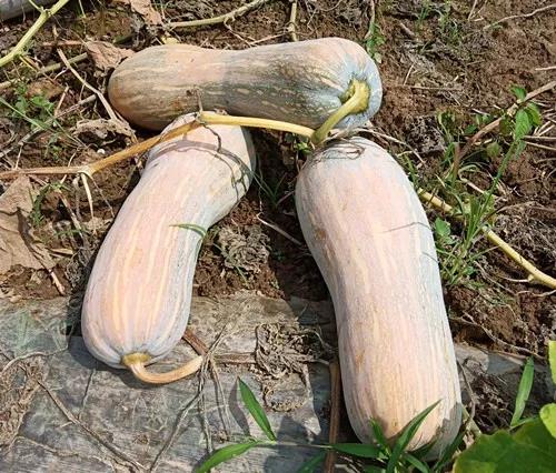 蔬菜種子栽培技術(shù)-“健美蜜本”南瓜7問(wèn)？