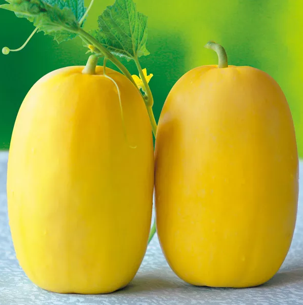 雇工難、成本高，想種甜瓜怎么辦？