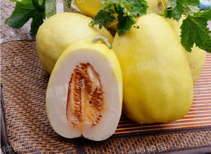 雇工難、成本高，想種甜瓜怎么辦？