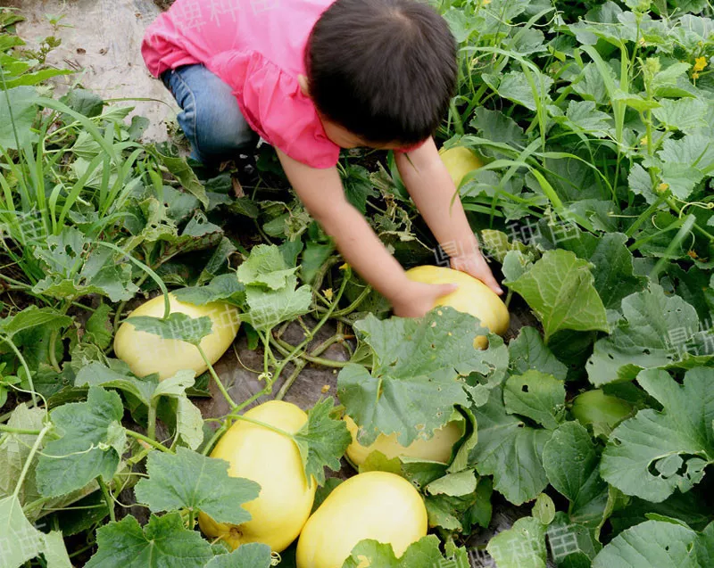 雇工難、成本高，想種甜瓜怎么辦？
