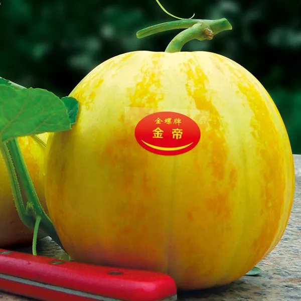 薄皮甜瓜，哪個品種最好呢？畝產(chǎn)高達10萬，附4種市場爆款品種