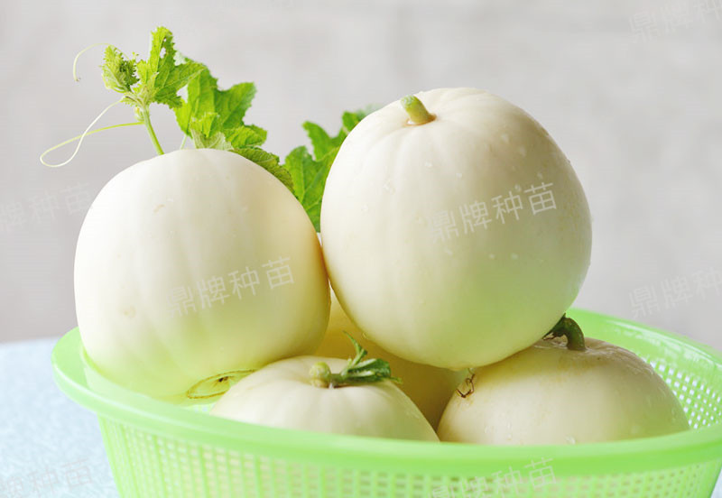 就這4個(gè)薄皮甜瓜，畝產(chǎn)萬(wàn)斤很輕松，瓜果菜農(nóng)搶著種植