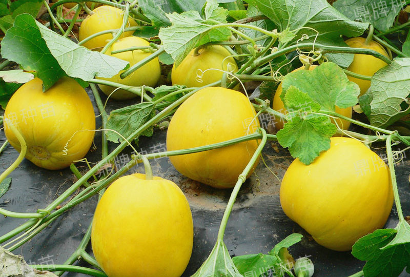 就這4個(gè)薄皮甜瓜，畝產(chǎn)萬(wàn)斤很輕松，瓜果菜農(nóng)搶著種植