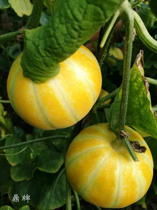 就這4個(gè)薄皮甜瓜，畝產(chǎn)萬(wàn)斤很輕松，瓜果菜農(nóng)搶著種植