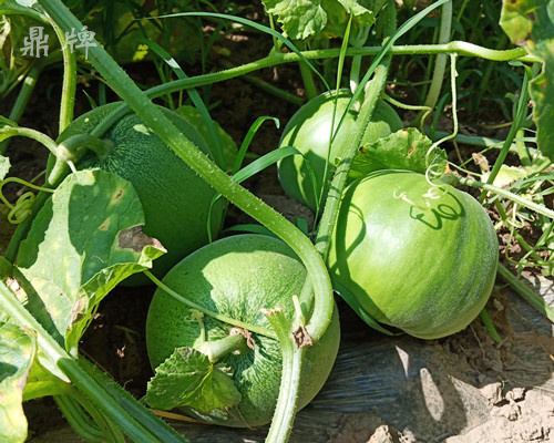 就這4個(gè)薄皮甜瓜，畝產(chǎn)萬(wàn)斤很輕松，瓜果菜農(nóng)搶著種植