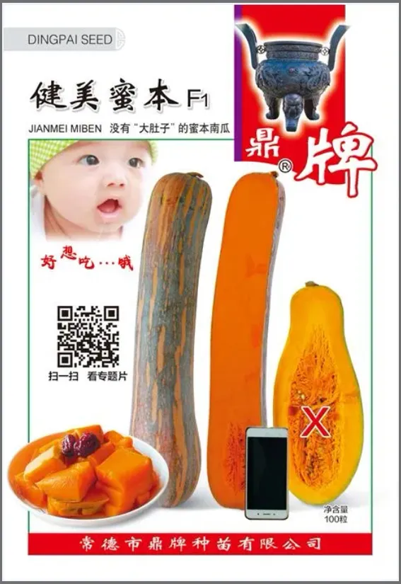 3元1斤的健美蜜本南瓜快成熟了，緬甸種植戶發(fā)來圖片與視頻