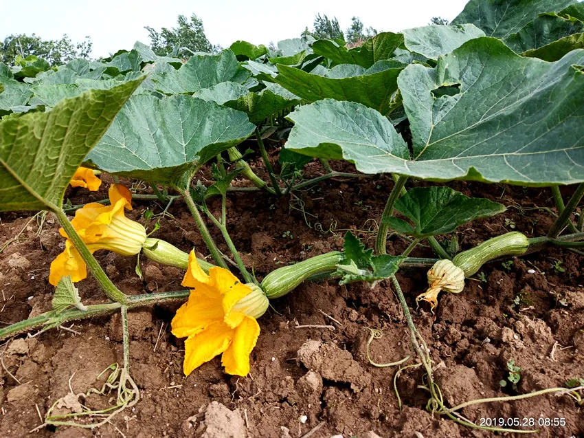 3元1斤的健美蜜本南瓜快成熟了，緬甸種植戶發(fā)來圖片與視頻