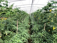 蔬菜種子種植戶客戶點評-這個品種，結(jié)瓜太夸張了！太恐怖了！